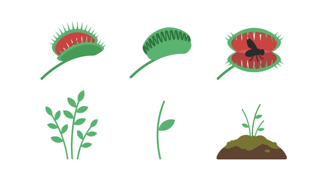 Set of venus flytrap carnivorous plants and small green sprout illustrations.