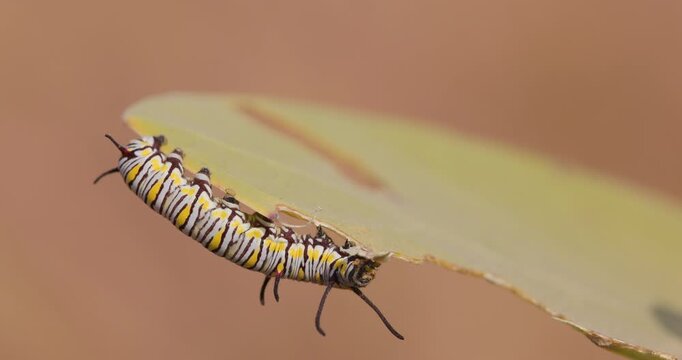 Common Crow Butterfly caterpillar eating Calotropis leaf; slow motion macro parade