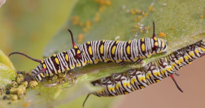 Two Voracious Common crow caterpillar chewing host leaf of milkweed; detailed morning instar activity