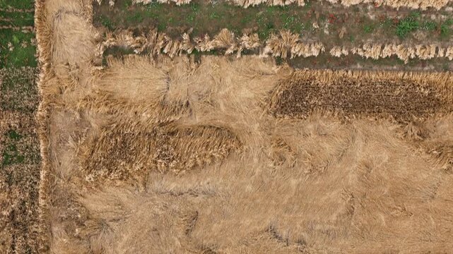 Harvested barley field reveals combine harvesting patterns, straw windrows and standing crop strips within an agricultural landscape in Lombardy, Italy, top down aerial.
