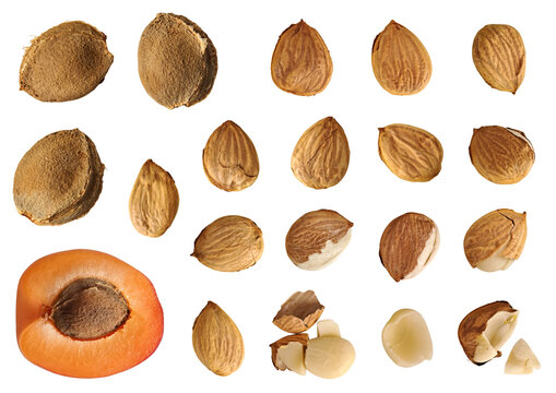 Apricot seeds, whole and peeled kernels, cracked shells, and fresh apricot half set with natural light and soft shadows, isolated on transparent background