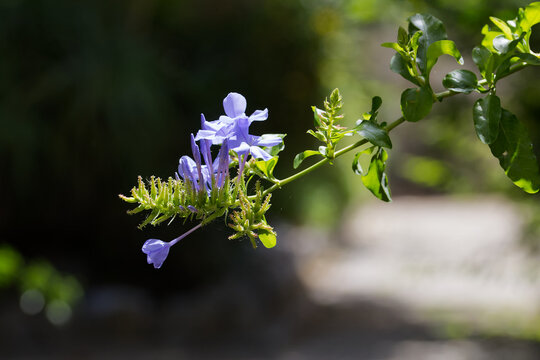 Plumbago auriculata flowers blooming in a warm garden sunlight