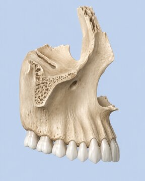 Human maxilla anatomy with upper jaw bone teeth and maxillary sinus cross section