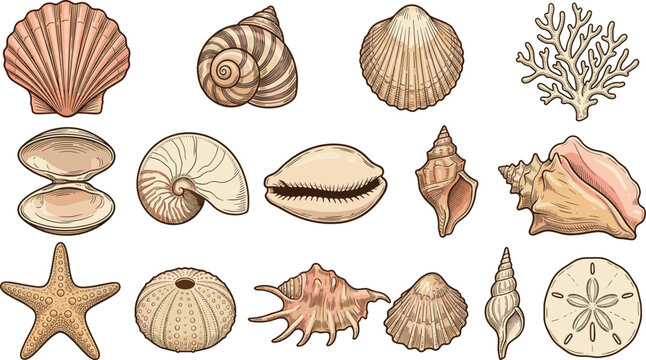 Vintage Ocean Seashell and Marine Life Vector Illustration Set with Scallop Starfish Conch Coral and Sand Dollar Beach Decor Icons