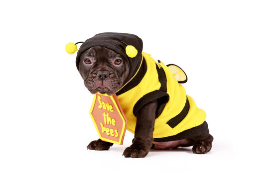 Black French Bulldog dog puppy dressed up with bee costume and 'Save the bees' sign on white background