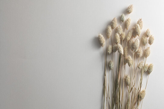 Dried bunny tail grass on neutral background with natural shadows