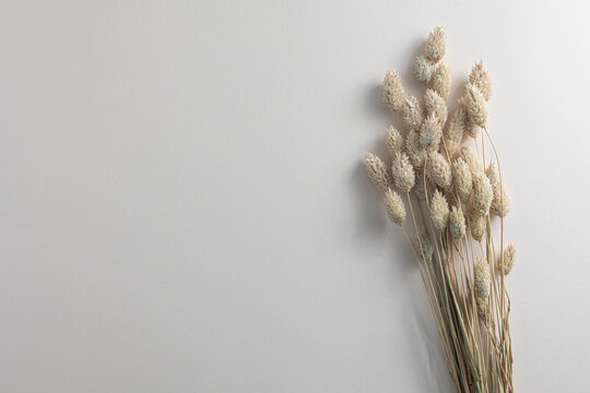 Dried phalaris flowers bundle creating a natural and minimalist design