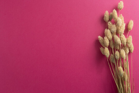 Dried bunny tails grass creating decorative texture on vibrant pink background