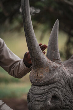 Close-up of white rhinoceros horn during conservation work