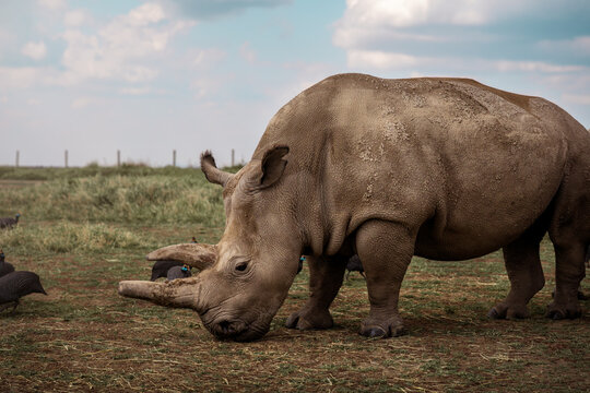 White rhinoceros grazing in African savanna habitat