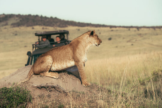 African lioness sitting on termite mound near safari vehicle