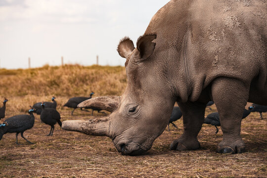 White rhinoceros grazing among guinea fowl in African savanna