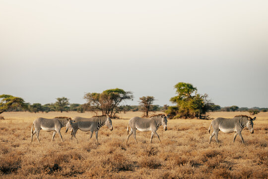Grevy&rsquo;s zebras walking across dry African savanna