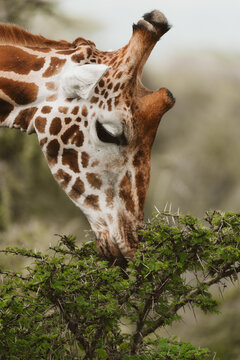 Close-up of giraffe feeding on acacia leaves in African savanna