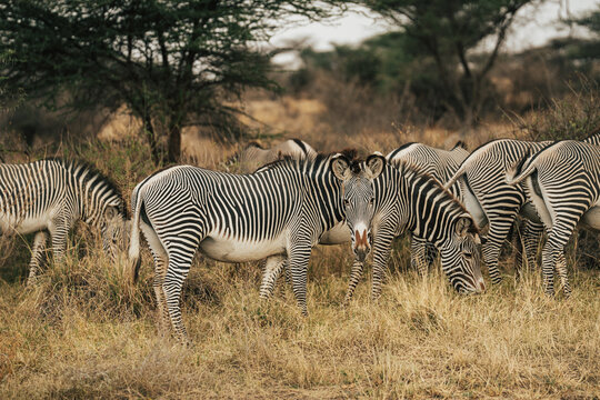 Grevy&rsquo;s zebra herd grazing in African savanna woodland