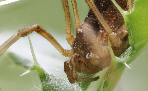 Weberknecht (Opiliones)