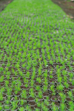 Young pine tree seedlings growing in nursery bags