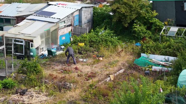 Elderly man working on an allotment garden in Benwell Newcastle upon Tyne tending an overgrown vegetable plot beside greenhouses and sheds community gardening sustainable food growing outdoor life