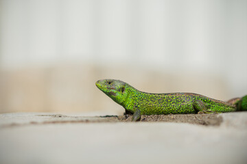 Fototapeta premium Close-up of a vibrant green lizard basking on a sunlit rock.