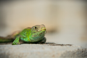 Fototapeta premium Close-up of a vibrant green lizard basking on a sunlit stone surface.