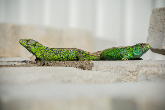 Two vibrant green lizards basking on sunlit stones, highlighting their detailed patterns.