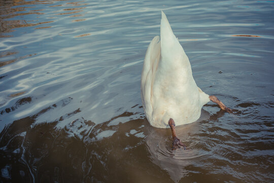 A swan gracefully dabbles in the water, showcasing its beautiful white feathers against a serene lake backdrop.