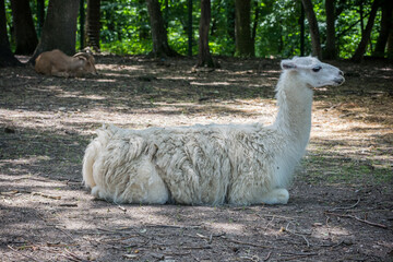 A fluffy llama rests peacefully in a forested enclosure, showcasing its thick woolly coat. © Letitia