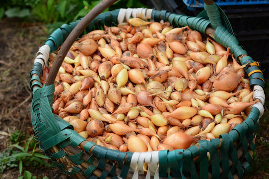 Onion sets in basket ready for planting