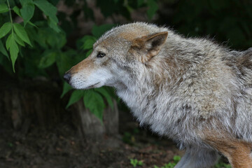 A sad old gray wolf at the zoo © IvSky