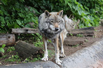 A sad old gray wolf at the zoo © IvSky