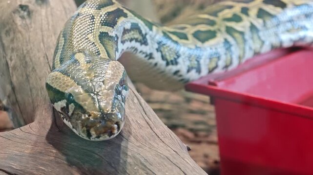 Snake resting on a log in a habitat at the zoo during the day