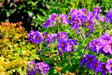 bodziszek wspaniały, fioletowe kwiaty bodziszka, kwitnący bodziszek, Geranium × magnificum, purple cranesbill, geranium blossom, geranium magnificum violet flowers, cranesbill geranium flowers © kateej