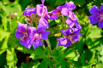 bodziszek wspaniały, fioletowe kwiaty bodziszka, kwitnący bodziszek, Geranium × magnificum, purple cranesbill, geranium blossom, geranium magnificum violet flowers, cranesbill geranium flowers © kateej