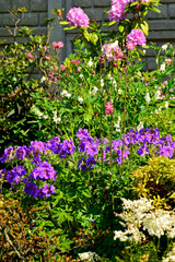 bodziszek wspaniały, fioletowe kwiaty bodziszka, kwitnący bodziszek, Geranium × magnificum, purple cranesbill, geranium blossom, geranium magnificum violet flowers, cranesbill geranium flowers © kateej