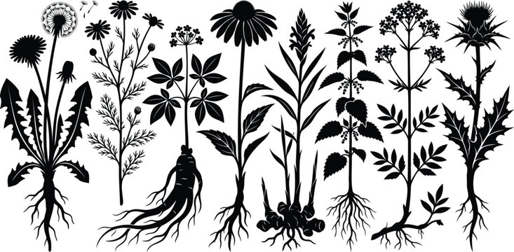 Black silhouette collection of wild medicinal herbs and plants