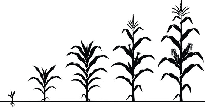 Corn plant growth stages from seedling to mature stalk