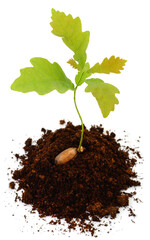 Young oak sprout growing from acorn in soil isolated on white background © olhastock