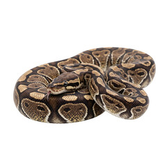 Fototapeta premium close up of a snake, png