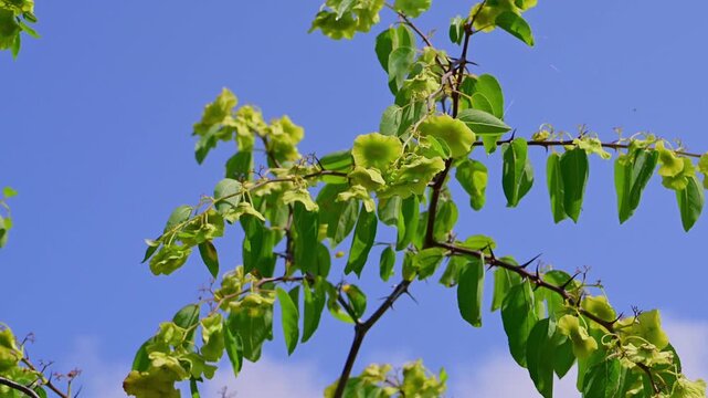 branches of a Jerusalem thorn shrub, laden with unique, light-green, disc-shaped seed pods and fresh leaves, stretch upward against a bright, clear blue sky.	
