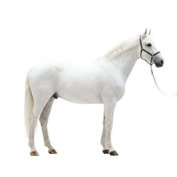 white horse ,png