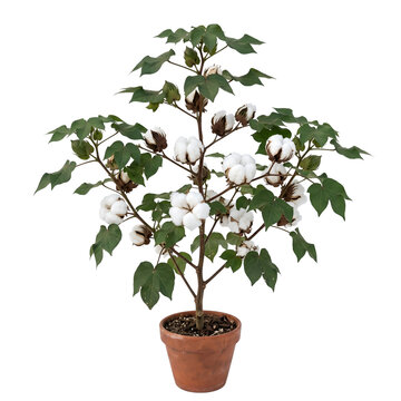 tree in a pot, cotton plant ,png