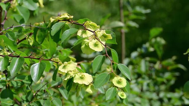 a branch of a Jerusalem thorn shrub swaying gently in the summer breeze against a soft, blurred background of lush foliage.
