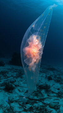 Transparent jellyfish with colorful internal structures floating underwater.