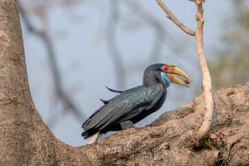 Wrinkled Hornbill with casque perched on tree branch feeding on insect Rhyticeros undulatus © kesong