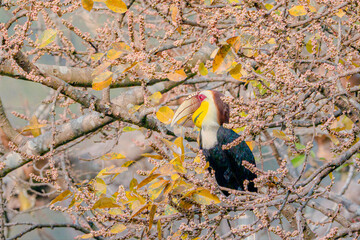 Wreathed Hornbill perched on a branch surrounded by autumn leaves in natural habitat Rhyticeros undu © kesong