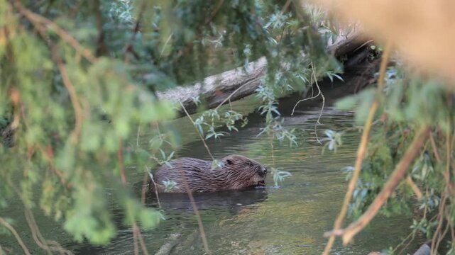Eurasian beaver eating and swimming in a river in golden light
