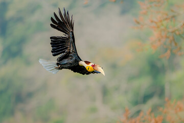 Wreathed Hornbill in flight with wings fully extended against forest backdrop © kesong