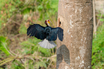Wreathed Hornbill spreading wings flying toward tree cavity in forest © kesong