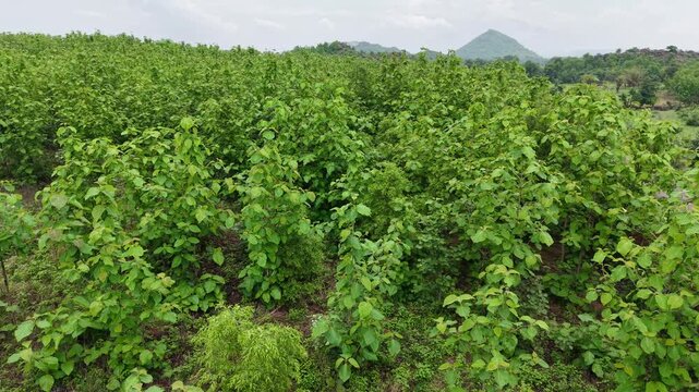 Drone orbit reveals a thriving teak plantation and green forest landscape. Perfect for sustainability, forestry, biodiversity, reforestation, and environmental projects.