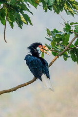 Wreathed Hornbill perched on a branch with distinctive casque and black white plumage © kesong